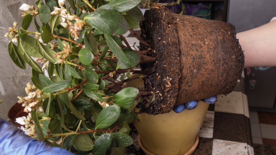 Presađivanje sobnog bilja u zimskom periodu