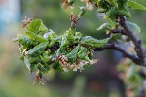 Lisne vaši - mali insekti koji prave velike štete