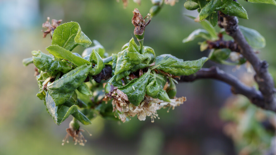 Lisne vaši - mali insekti koji prave velike štete