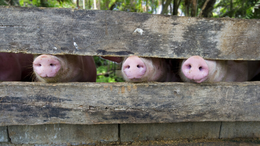 Za dalmatinsku pečenicu i pancetu nemamo dovoljno domaće sirovine