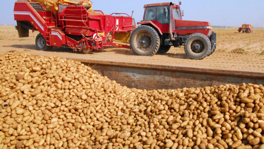 U Europi više krumpira iako bi suša i toplinski val mogli smanjiti prinose?