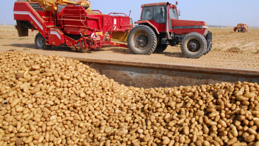 Hiljade tona bugarskog krompira propada zbog jeftinog uvoza