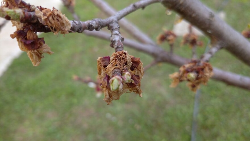 Potrebno je preventivno tretiranje voćaka preparatima na bazi bakra