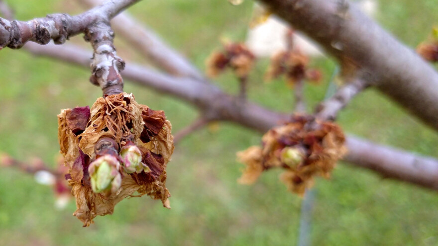 Tko je pomaknuo početak pokrića osiguranja od mraza na 1. travnja, a zašto ga neki odbijaju?