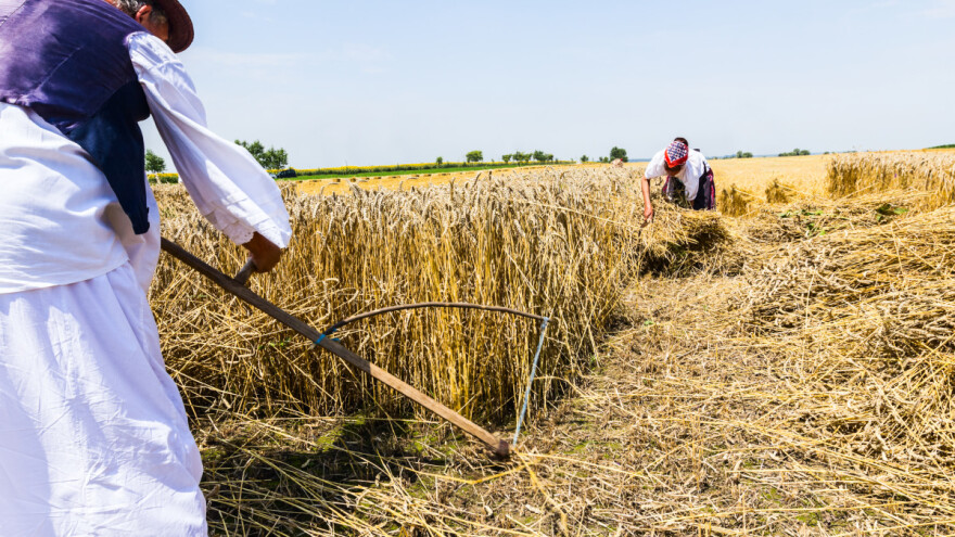 Zlatne ruke i naoštren alat za žetvu