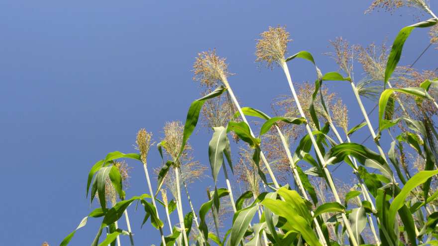 Običan sirak jako dobro podnosi sušu - ne koristi se samo za metle