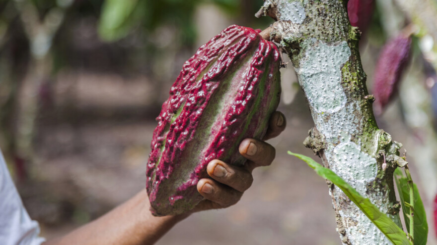 Djeca beru kakaovac mačetama, koriste insekticide bez zaštite i rade za 1,7 KM dnevno