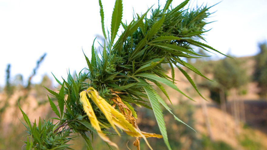 Paragvaj organizirao festival žetve marihuane