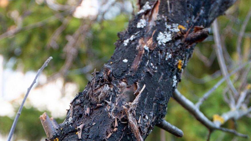Kako spriječiti i liječiti crni rak stabala?