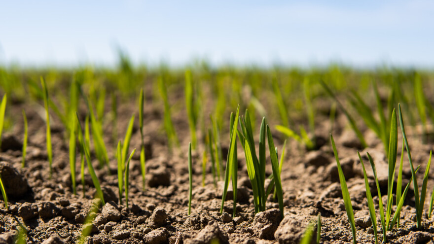 Poljoprivrednici USK zabrinuti za ozime kulture, polja bez snijega