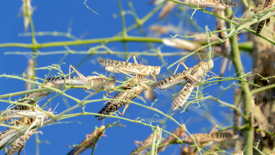 Uspješno iskontrolirali najezdu skakavaca u Africi?