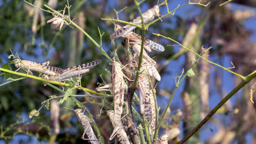 Skakavci pustoše i ruska polja, a na Sardiniji će zahvatiti 60 tisuća hektara