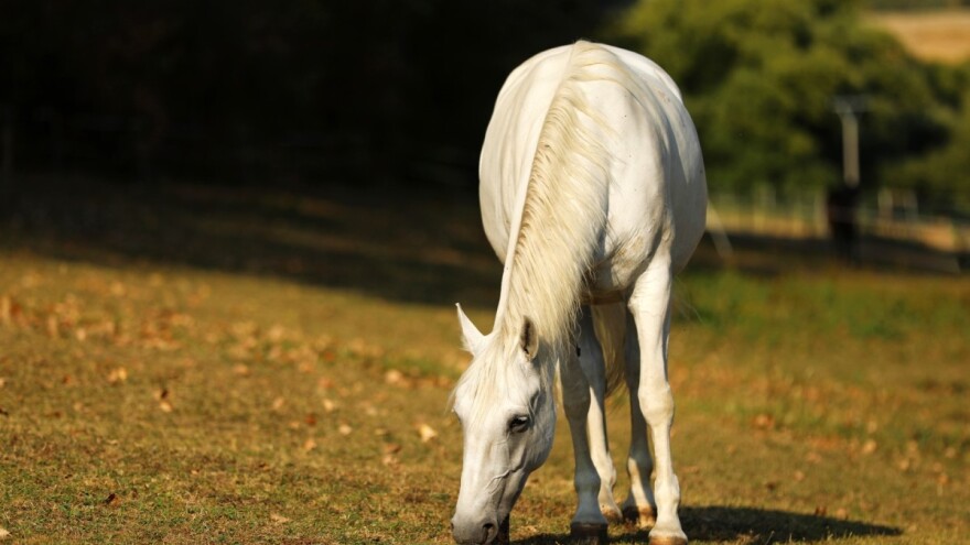 Hrvatski lipicanci na UNESCO-ovoj listi nematerijalne kulturne baštine čovječanstva