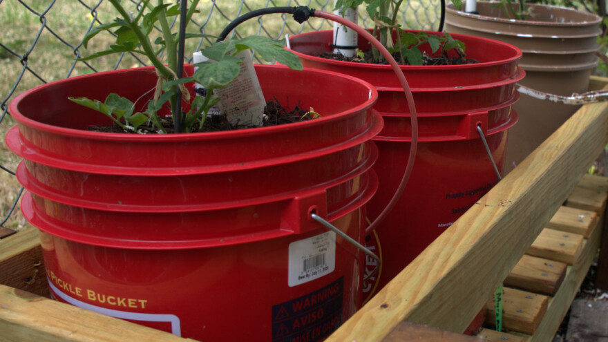 Koje povrće se može uzgajati u kantama i na što paziti?