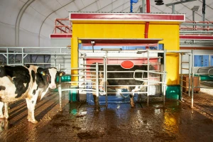 Uz robota krave same biraju kada će biti pomuzene