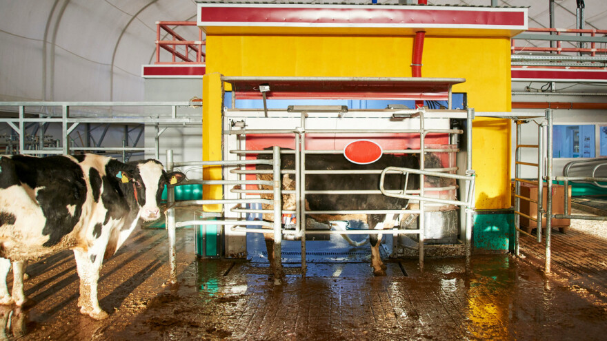 Uz robota krave same biraju kada će biti pomuzene