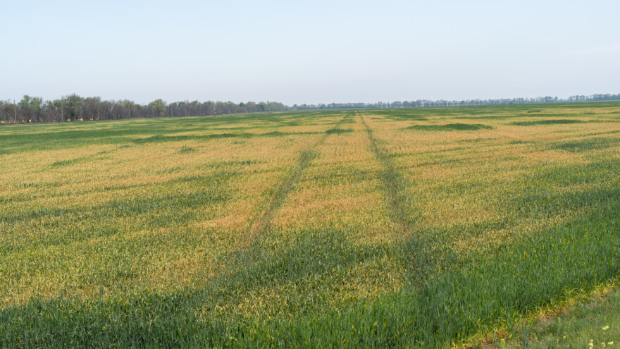 Suša diktira cene žitarica - i dalje rastu?