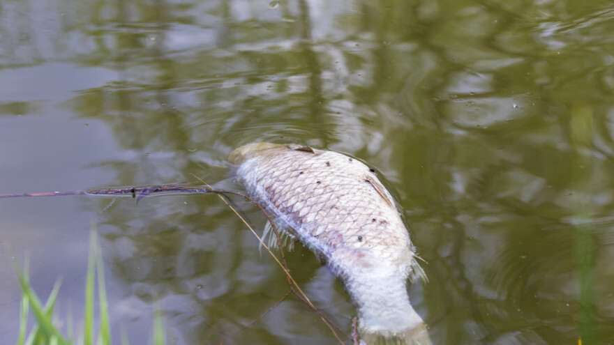 Virus ubija šarane u Boračkom jezeru u susjednoj BiH
