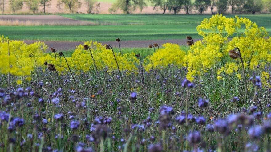 Obilježavamo Svjetski dan zaštite okoliša: Bioraznolikost ključan faktor