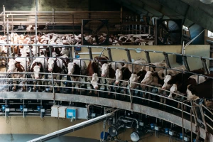 Metan: Poljoprivreda i uzrok i žrtva - sledi Globalni dogovor o smanjenju emisija