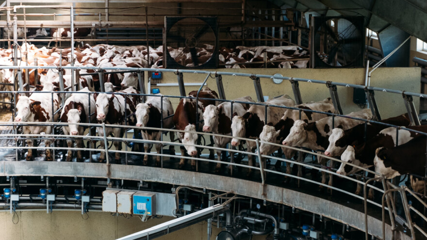 Metan: Poljoprivreda i uzrok i žrtva - slijedi Globalni dogovor o smanjenju emisija