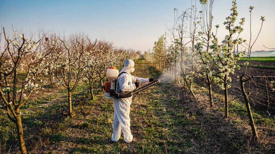 Kako provesti zaštitu jezgričavog voća?