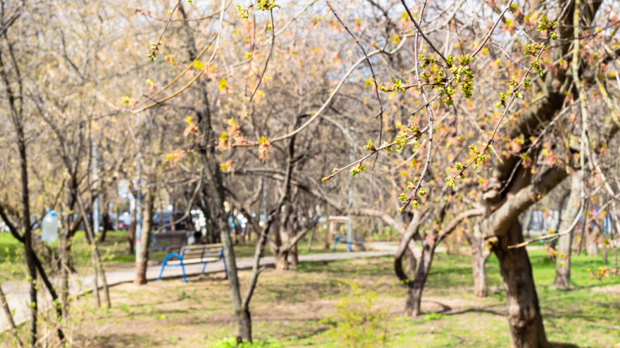 U Parizu završena sadnja javnog voćnjaka na 800 četvornih metara