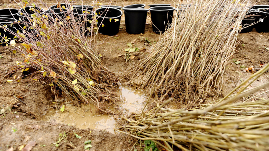 Ukradeno 2.000 sadnica hrasta i bukve pripremljenih za pošumljavanje