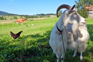 Koliko stoke ima FBiH: Goveda sve više, ovaca i koza manje!