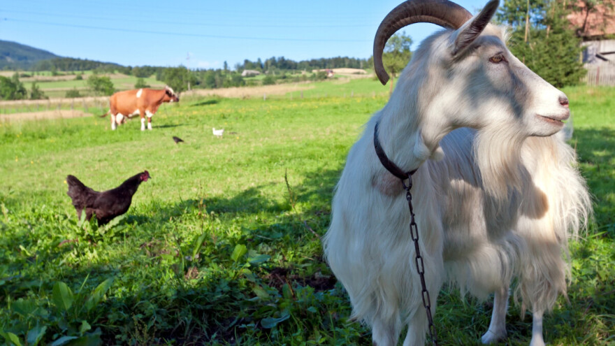 Koliko stoke ima FBiH: Goveda sve više, ovaca i koza manje!