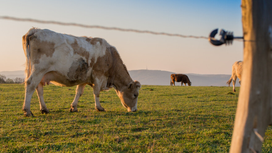 Kako da iskoristite pašnjak? Tipovi ispaše