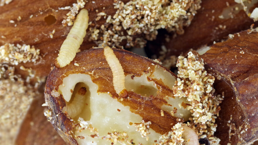 Moljci: Opasne štetočine žitarica, ali i hrane koju čuvamo u kuhinjama i ostavama