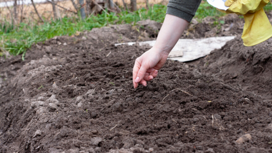 April: Šta sejati, saditi i raditi u bašti? Evo sedam saveta