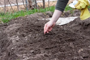 April: Šta sijati, saditi i raditi u vrtu? Evo 7 savjeta