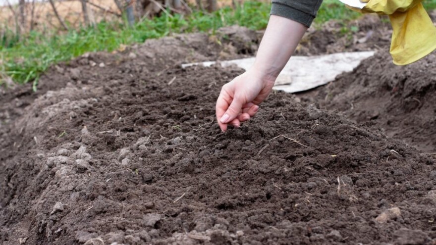 Radovi u bašti: Šta sejemo i sadimo u septembru?