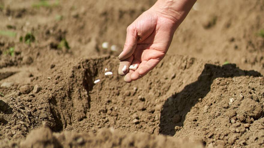 Kriza je, a Hrvatska drastično ograničava uzgoj domaćeg sjemena?