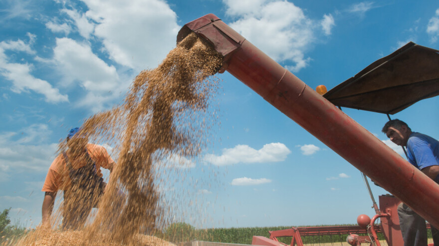 HPK: Otkupna cijena pšenice ne bi trebala biti manja od 1,20 kn po kilogramu!