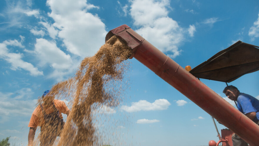 Bez dogovora o cijeni pšenice - ratari dali prijedlog, mlinari "mudro šutjeli"