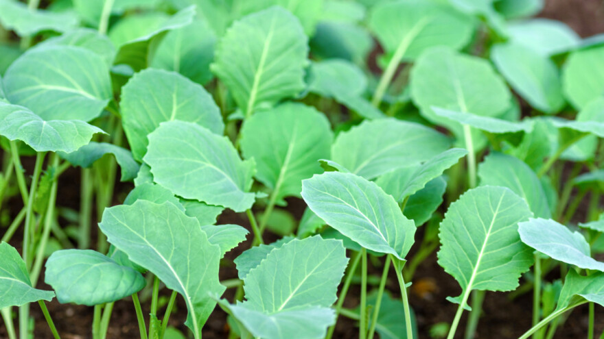 Rani kupus: Optimalno zalivanje i dovoljno svetlosti za dobar rasad