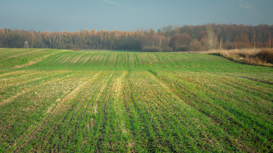 Preti li suša evropskim ozimim usevima?