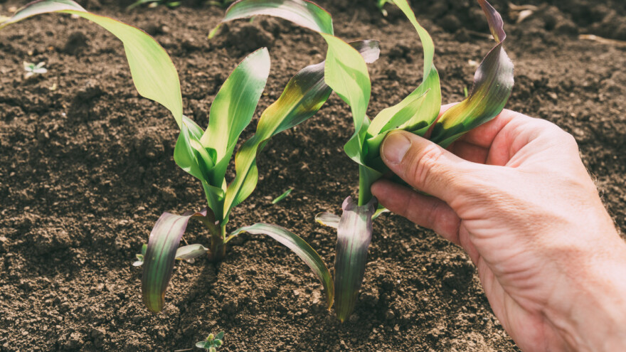 Koji su razlozi za ljubičasti list kukuruza?