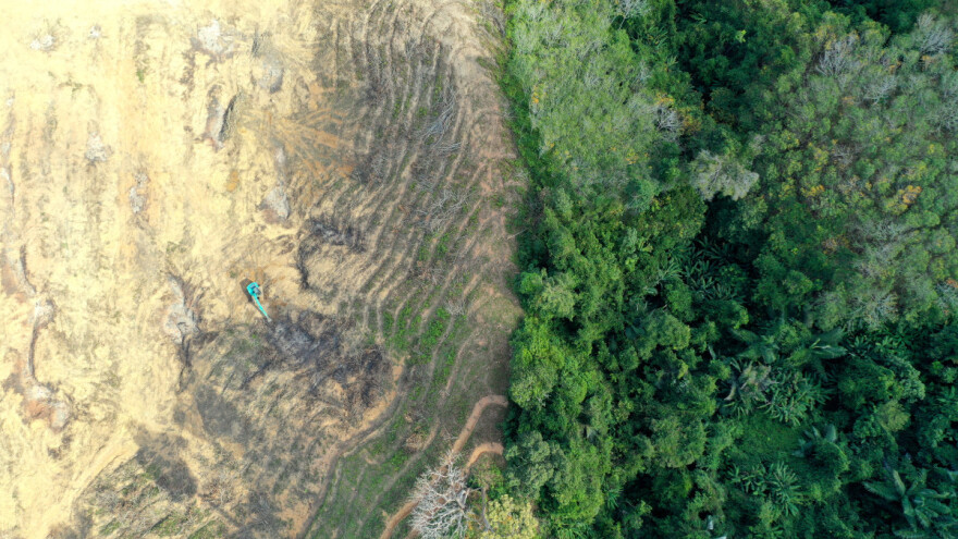 Poduzima se najveća mjera ikad za očuvanje svjetskih šuma - kraj krčenju do 2030?