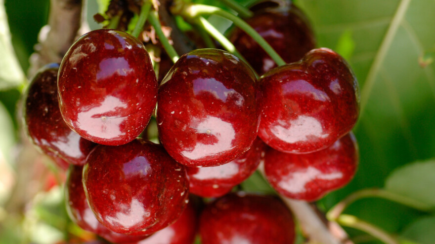 Oboren Ginisov rekord najteže trešnje: Skoro 28 grama!