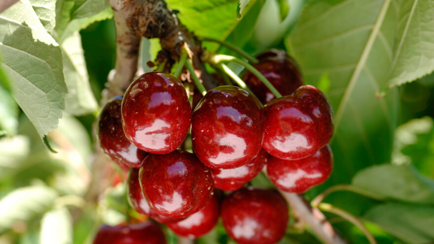 Ima li sočnije od hercegovačke trešnje?