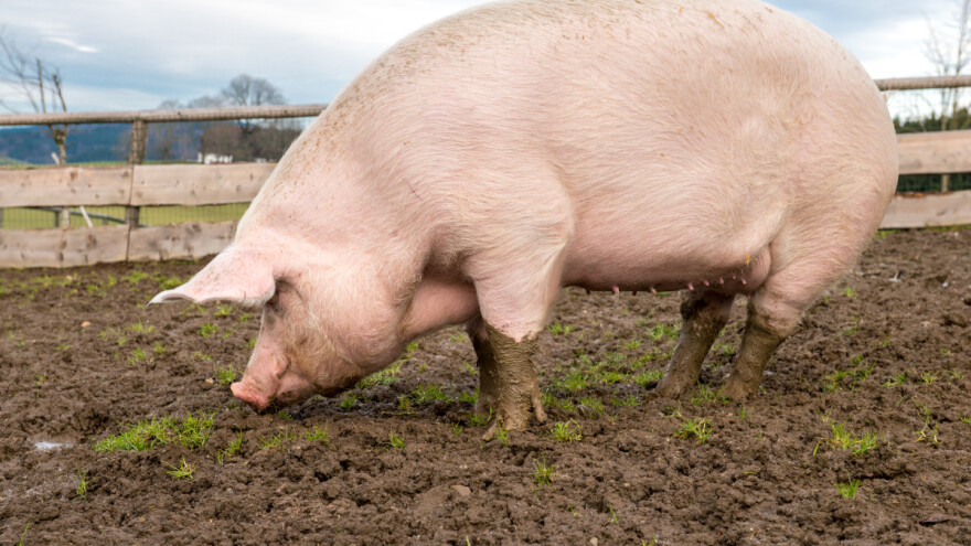 Apetit krmača u laktaciji je izuzetno važan, ali zavisi od mnogo faktora
