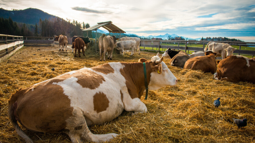 Kako spriječiti pojavu mliječne groznice krava?