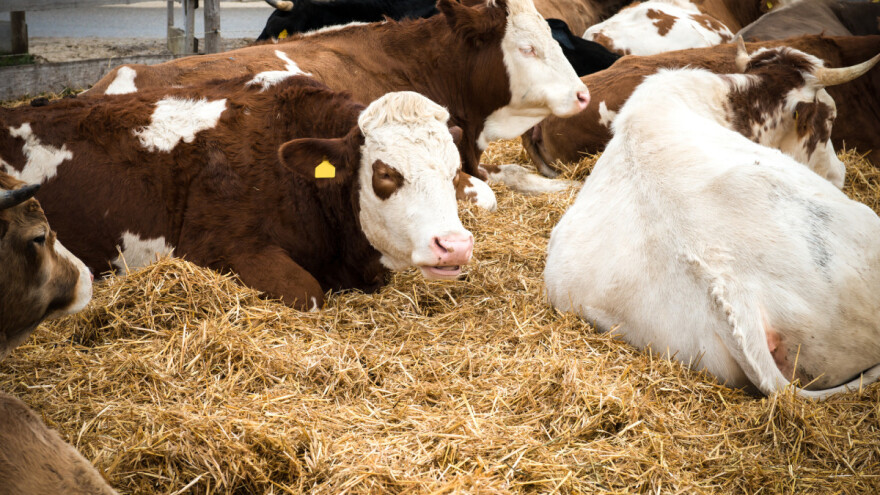 Novi slučaj bruceloze: U Cazinu eutanazirane tri krave