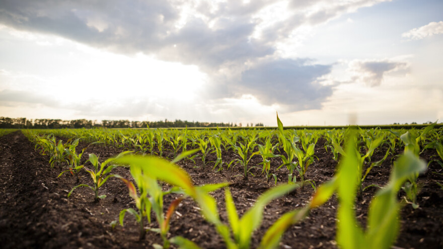 Ukrajina posejala manje jarina, Tursku muči suša, a Rusija najavljuje rekorde