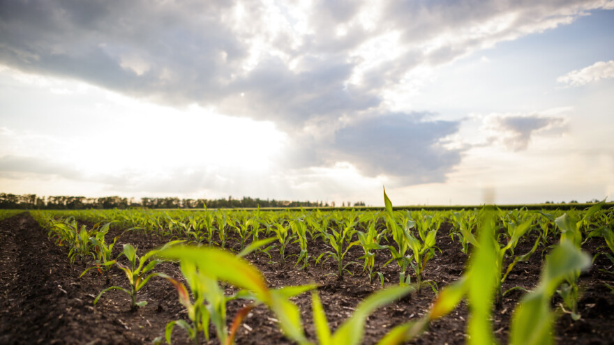 Gljivice na kukuruzu povećavaju otpornost i štite od bolesti i štetočina?