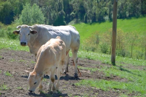 Authtona rasa Pijemont selekcijom prenosi svoje dobre osobine i na druge rase goveda